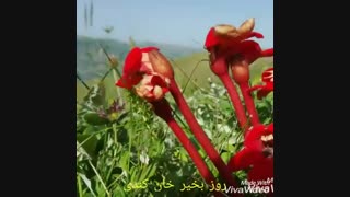 روز بخیر خان کندی