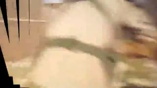 فدائیان زهرا