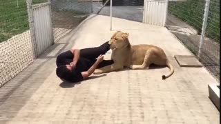 ملاقات شیر ماده با  مربی اش بعد از مدتها طولانی !