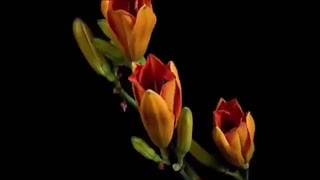 تایم لپس زیبا و دیدنی از شکفتن گلها-(شماره 4)