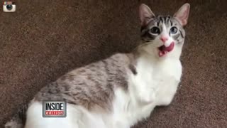 گربه ای که روحیه بخش هزاران انسان شده است !