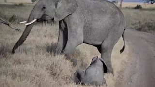 حرکات بامزه فیل کوچولو!