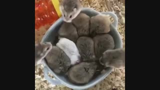 زمان خرید عید وحراج مغازه ها