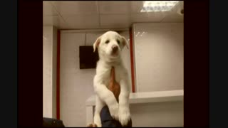 پناهگاه حیا ت اراک