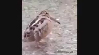 رقصیدن پرنده