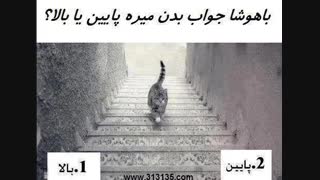 این گربه از پله ها میره پایین یا میاد بالا