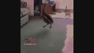 King Fun: وقتی گوشی آجیتو کش میری :|
