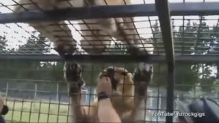 گردشگران در قفس بسته  چشم در چشم شیر های گرسنه