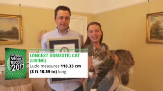 رکورد گینس بلندترین گربه جهان !