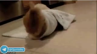 وقتی به آقایون میگید پاشو بریم خرید