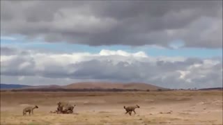 نبرد دیدنی شیر ها با کفتار ها !