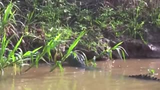 کشتن کروکودیل توسط مارماهی به وسیله شوک الکتریکی با ولتاژ بالای 600 ولت!