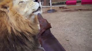 دوستی  صمیمی سگ با یک شیر نر  !