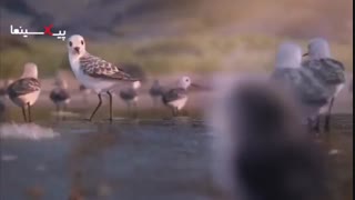 انیمشن کوتاه پیپر(Piper,2016)