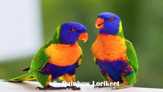 10 پرنده ی فوق العاده بی نظیر و زیبا در جهان