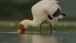 تصاویر زیبایی از حیات وحش