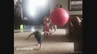 یک تیر دو نشون