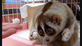 قیافه مظلوما