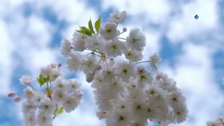 بهار در راه است