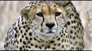 صحنه هایی از شکار کردن گربه سانان بزرگ