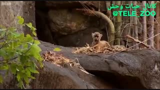 مهر مادری ببر
