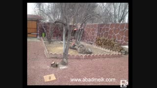 باغ ویلا ۵۰۰ متری در کردزار