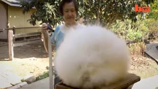 رکورد گینس پشمالوترین خرگوش جهان !