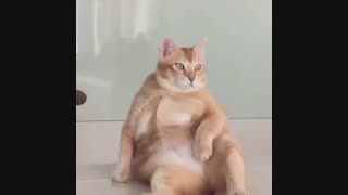 گربه خپل