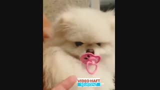 سگ پستانکی!