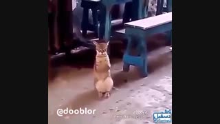 گربه رقاص