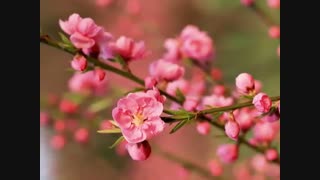 نبض آب : اشعار منصور خورشیدی با صدای اصغر معینی