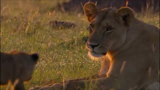 زندگی زیباست