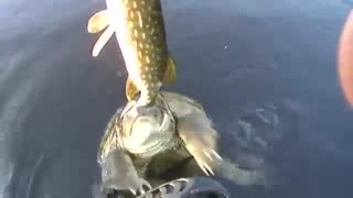 ویدئوی عجیب  ماهیگیری گرفتار شدن اردک ماهی که خود ابزی خوار است در دهان لاک پشت بزرگ