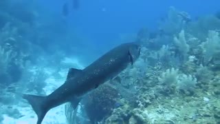 ویدئوی فوق زیبا از زندگی ماهی در اعماق اقیانوس