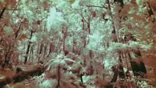 PRINCE OF WOLF- MV 3