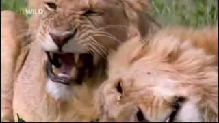 فیلم مستند اعلی درجه حیات وحش افریقا(تانزانیا)  شامل جنگ شیرها و انواع حیات وحش افریقا   HD