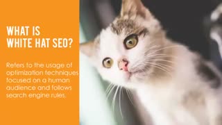 سئو کلاه سیاه