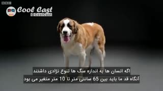 سگ ها چگونه با انسان ارتباط برقرار می کنند