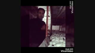 پرورش قارچ دراستان کاشان