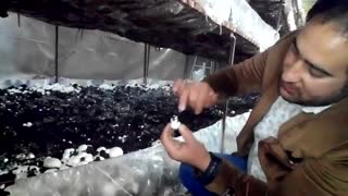 پرورش قارچ به زبان خودمانی