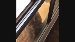 سقوط خدمتکار