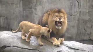 اولین ملاقات توله شیرها با پدر(پدربه این بااحساسی نوبره!)