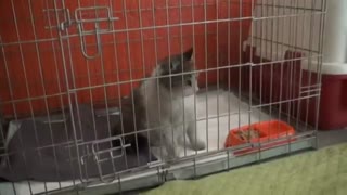 گربه ای که به خاطر زایمان سخت با پای خود به درمانگاه مراجعه کرد ( توضیحات)