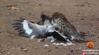 حمله هاوک به پرنده