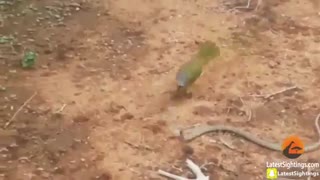 مار در مقابل پرنده