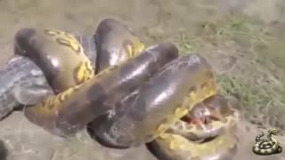 مار در مقابل تمساح