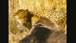 جگوار در مقابل مورچه خوار