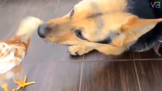 دوستی سگها با سایر حیوانات