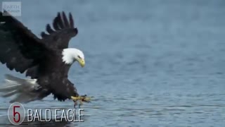 حرکات آهسته حیوانات