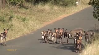 گراز و سگهای وحشی( چه شانسی آورد!)